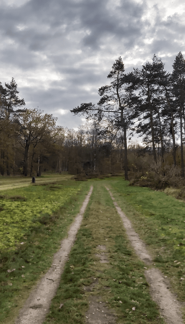 De bossen van het munitiepark op de Utrechtse Heuvelrug