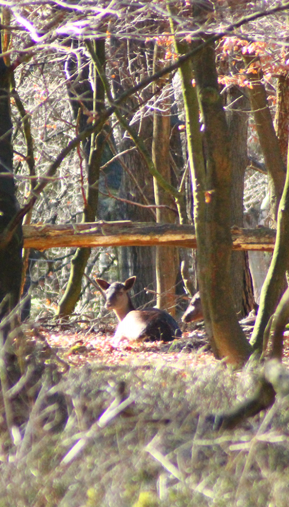 Wandelroute Kroondomein Het Loo Aardhuispark hertjes