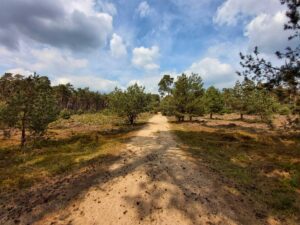 Deelerwoud wandelen veluwe wolf spotten