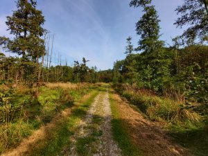 Zeewolde wandelen, Hulkesteinse bos Flevoland grote grazers