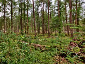 Wandelen landgoed Prattenburg Rhenen