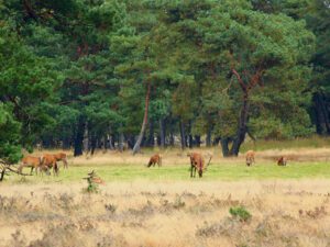 Wandelroutes Hoge Veluwe en het spotten van wilde dieren