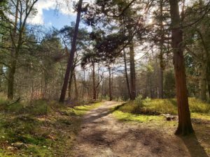 Bos wandelen Birkhoven Amersfoort herfst