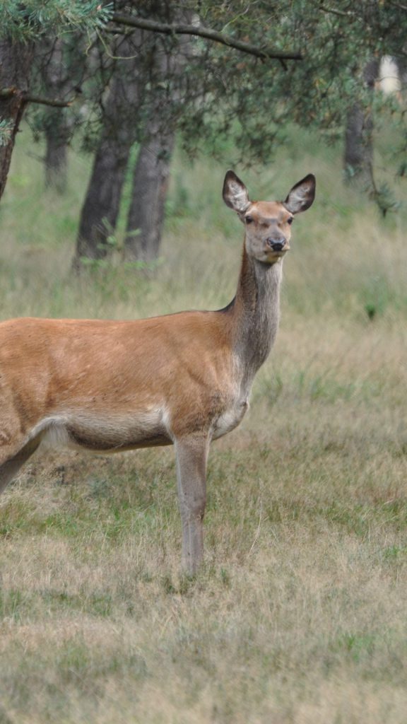 Wandelroutes en wandelen Hoge Veluwe - Jachthuis St. Hubertus