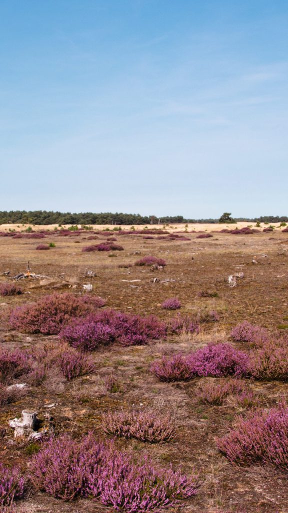 Wandelroutes en wandelen Hoge Veluwe - Otterlose Zand