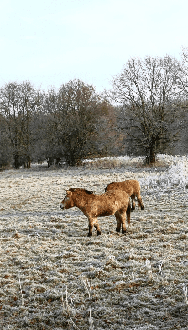 paarden Natuurpark Lelystad