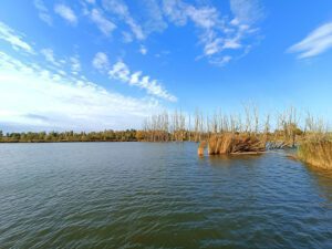 Biesbosch wandelen Polder Jantjesplaat lente voorjaar