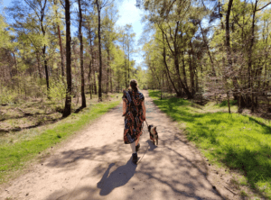 Holterberg wandelen - Wereldtijdpad en Sallandse Heuvelrug met de hond