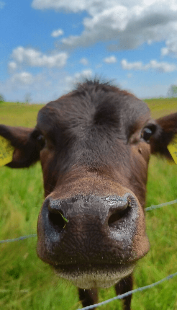 Wandelen Friesland Bochtjesplaat koeien