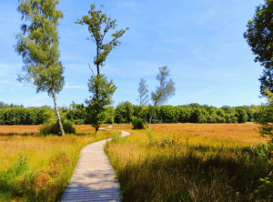 Landgoed Tongeren vlonderpad