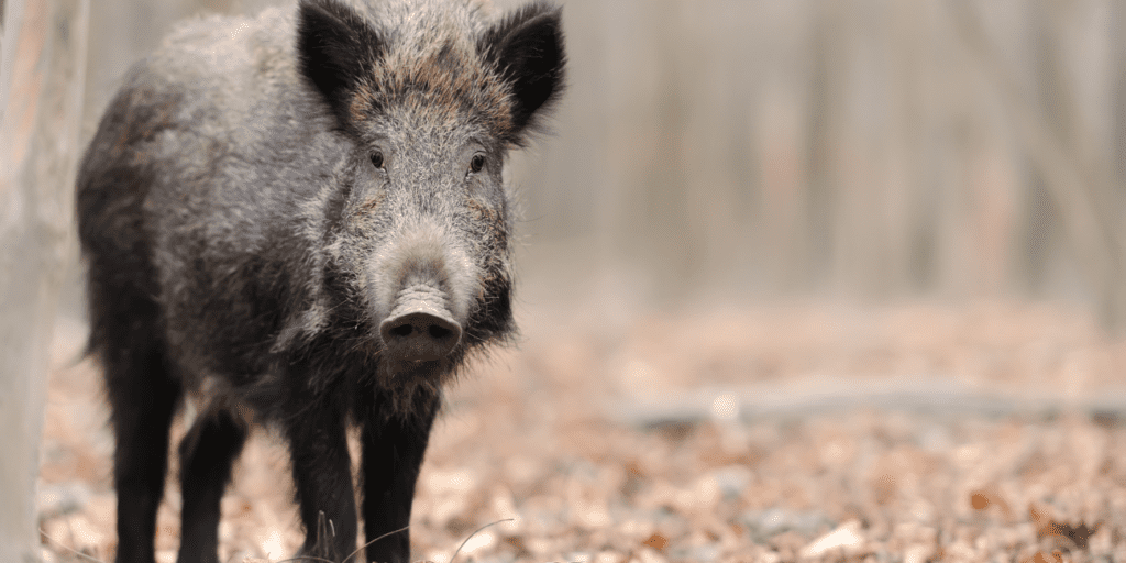 Wilde dieren spotten Aardhuispark