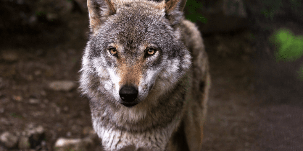 Wolf spotten Veluwe, wandelen Hoge Veluwe