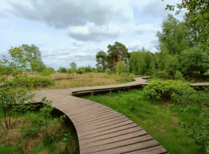 Strabrechtse Heide wandelen vlonderpad