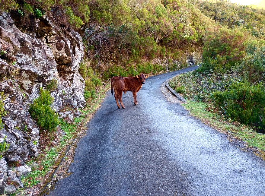 Hiken op Madeira PR6 Levada das 25 Fontes Risco