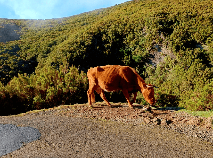 Hiken op Madeira PR6 Levada das 25 Fontes Risco