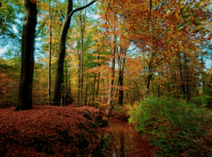 Rollekoot Kroondomein Het Loo Veluwe