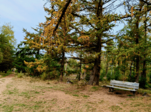 Planken Wambuis Hoge Veluwe