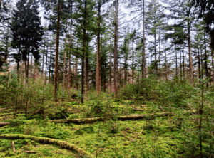 Wandelen Hoge Veluwe Otterlose Zand bos