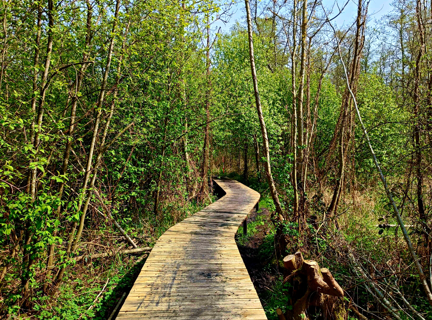 Wandelen Veluwemeer Hierden Hierdense Beek Roots natuurwandeling