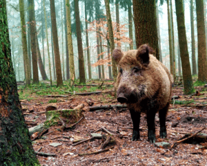 wandelen met kinderen Veluwe wilde zwijnen