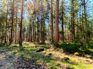 Wandelen Kroondomein Het Loo Wenum Wiesel Wieselse Bos damherten wilde zwijnen