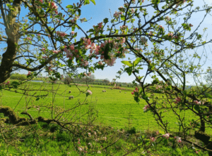 Bloesem wandeling Landgoed Heerlijkheid Marienwaerdt Stapelbakker