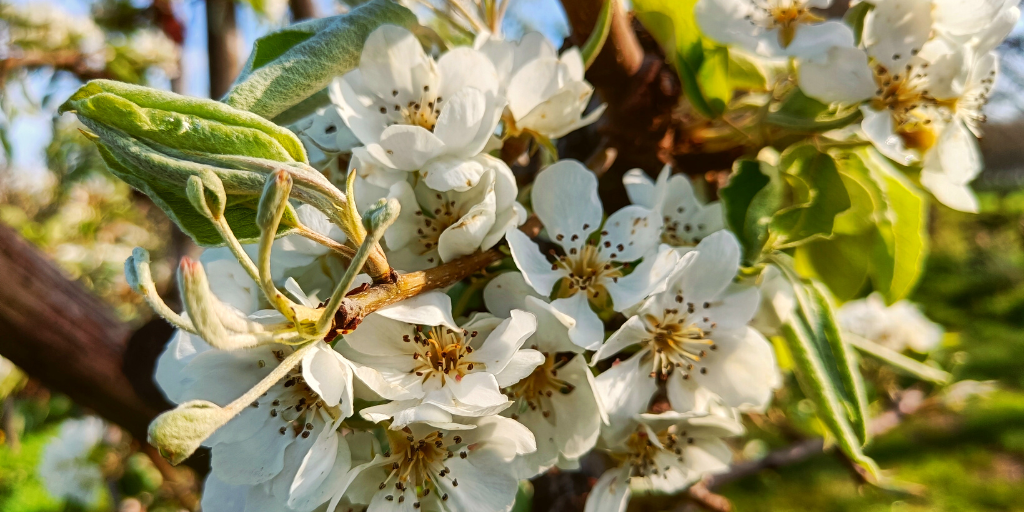 NS-wandelingen wandelen station trein marienwaerdt bloesems