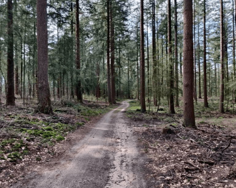 Mooiste wandelingen Kroondomein Het Loo