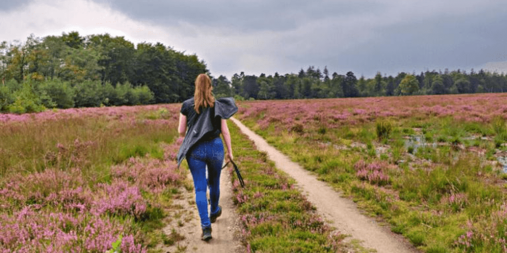 Mooiste wandelroutes Noorderheide augustus paarse heide