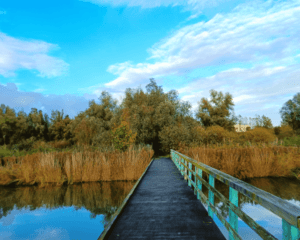 Weidepad wandelen oostvaardersplassen