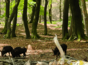 Kroondomein Het Loo De Stuifduinen