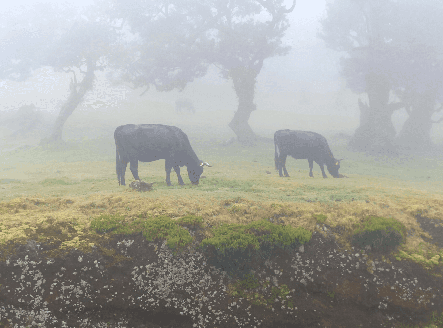 Fanal Forest hike Madeira