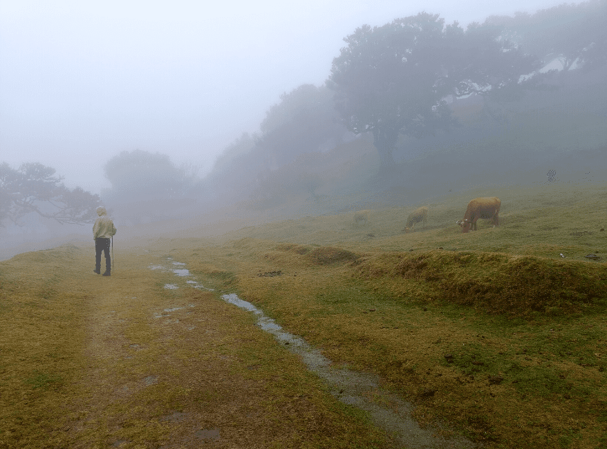 Fanal Forest hike Madeira