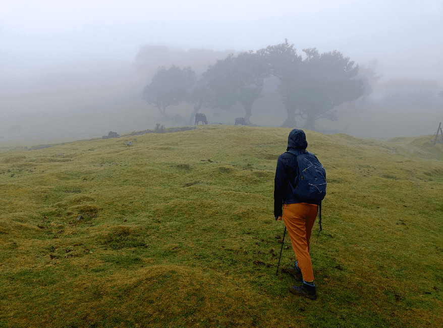 Fanal Forest hike Madeira