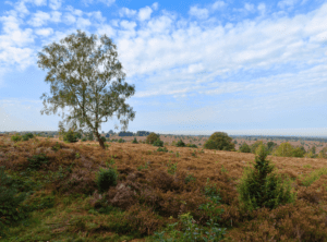 Pieterpad etappe 11 Sallandse Heuvelrug Hellendoorn Holten