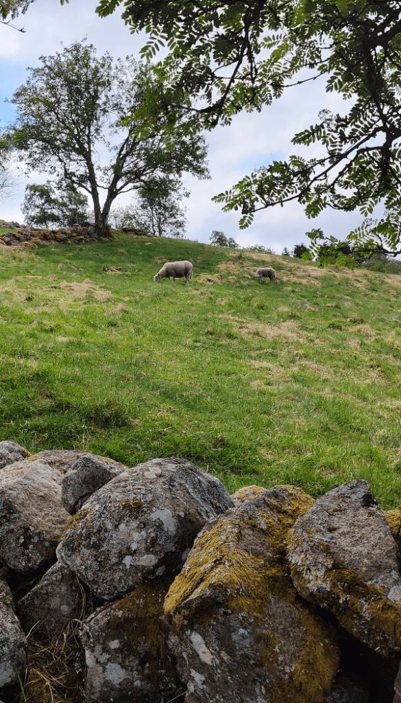 Hiken in Noorwegen Dalsnuten Sandnes schapen